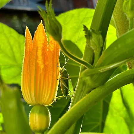 דירה Burgblick *