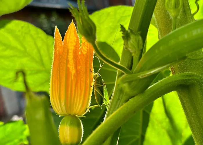 דירה Burgblick *